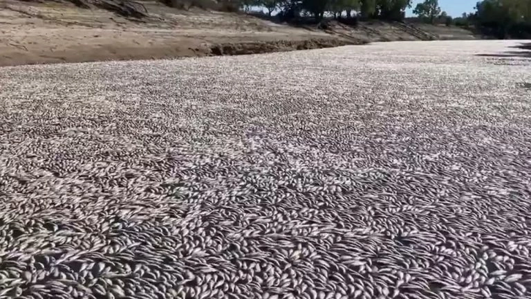 Millions of Dead Fish in Australia: দেখুন, অস্ট্রেলিয়ান শহরের কাছে ভেসে এল লক্ষ লক্ষ মৃত মাছ