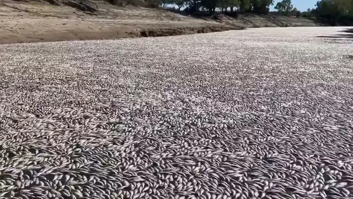 Millions of Dead Fish in Australia: দেখুন, অস্ট্রেলিয়ান শহরের কাছে ভেসে এল লক্ষ লক্ষ মৃত মাছ