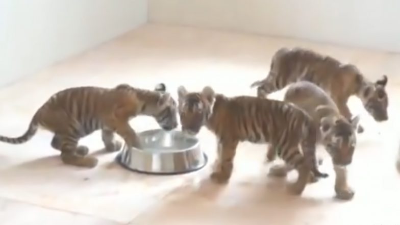 Tiger Cubs: নতুন ঘরে খেলায় মেতেছে বাঘের বাচ্চারা, মন ভালো করা ভিডিয়ো