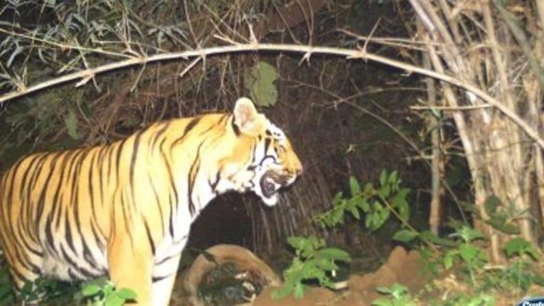 Madhya Pradesh: মধ্যেপ্রদেশের ইন্দোরে লোকালয়ে বাঘ, ধরা পড়ল সিসিটিভিতে