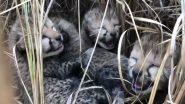 Cheetahs Cubs: নামিবিয়া থেকে আনা চিতা জন্ম দিল ৪ শাবকের, দেখুন ভিডিয়ো