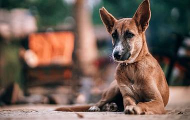 Animal Cruelty in Mumbai: মুম্বইয়ে পথ কুকুরকে নৃশংসভাবে মেরে ফেলল এক ব্যক্তি, দেখুন ভিডিয়ো