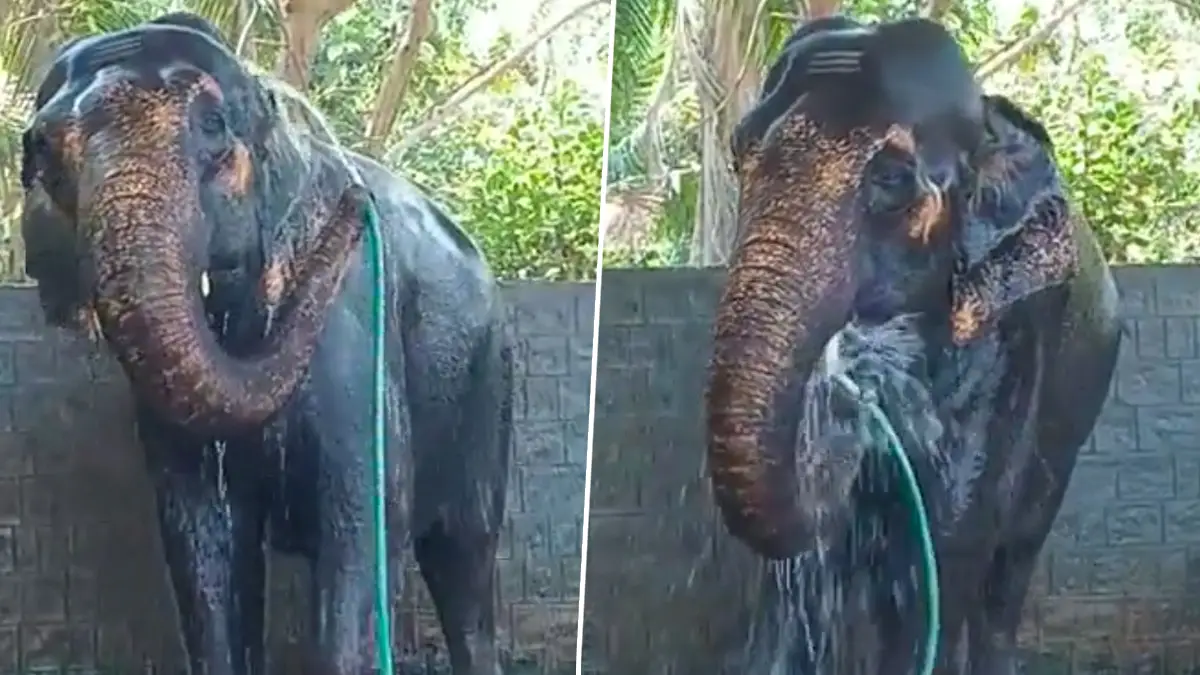Viral Video: উষ্ণ গ্রীষ্মের তপ্ত দিনে নিজেই নিজেকে ঠাণ্ডা করছে হাতি, তাজ্জব নেটাগরিক