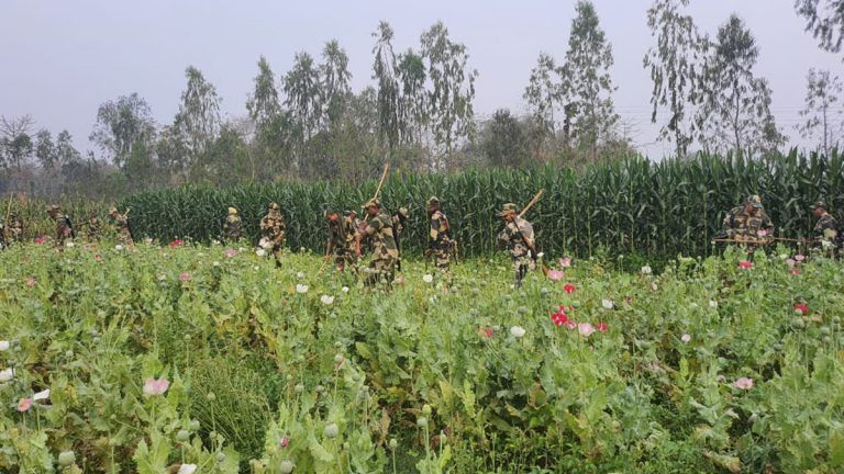 West Bengal: অবৈধ পোস্ত ক্ষেতে অভিযান, মাথাভাঙায় পোস্ত ক্ষেত নষ্ট করল বিএসএফ