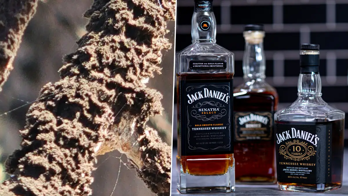 Jack Daniel's Fungus: হুইস্কিতে ছত্রাক! নির্মাণ প্রকল্প বন্ধ করতে বাধ্য জ্যাক ড্যানিয়েলস