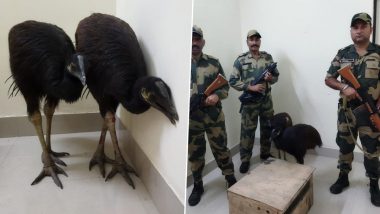 BSF: কৃষ্ণনগরে পাচারের সময় দুটি বিরল প্রজাতির পাখি উদ্ধার করল বিএসএফ