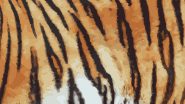 Bengal Tiger Skins Examination: দিল্লি পুলিশের চোখে ধুলো চোরাকারবারিদের, বাজেয়াপ্ত বাঘের চামড়া পরীক্ষা করতেই দেখা গেল তা কুকুরের