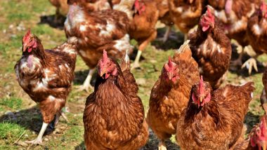 Chile Detects Bird Flu In Humans: চিলিতে মানব শরীরে বার্ড ফ্লুর প্রথম সংক্রমণ, আক্রান্তকে নিয়ে আতঙ্ক