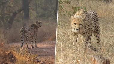 S Jaishankar On Namibian Cheetah: ভারত-নামিবিয়ার সম্পর্কের চিহ্ন বহন করছে চিতা