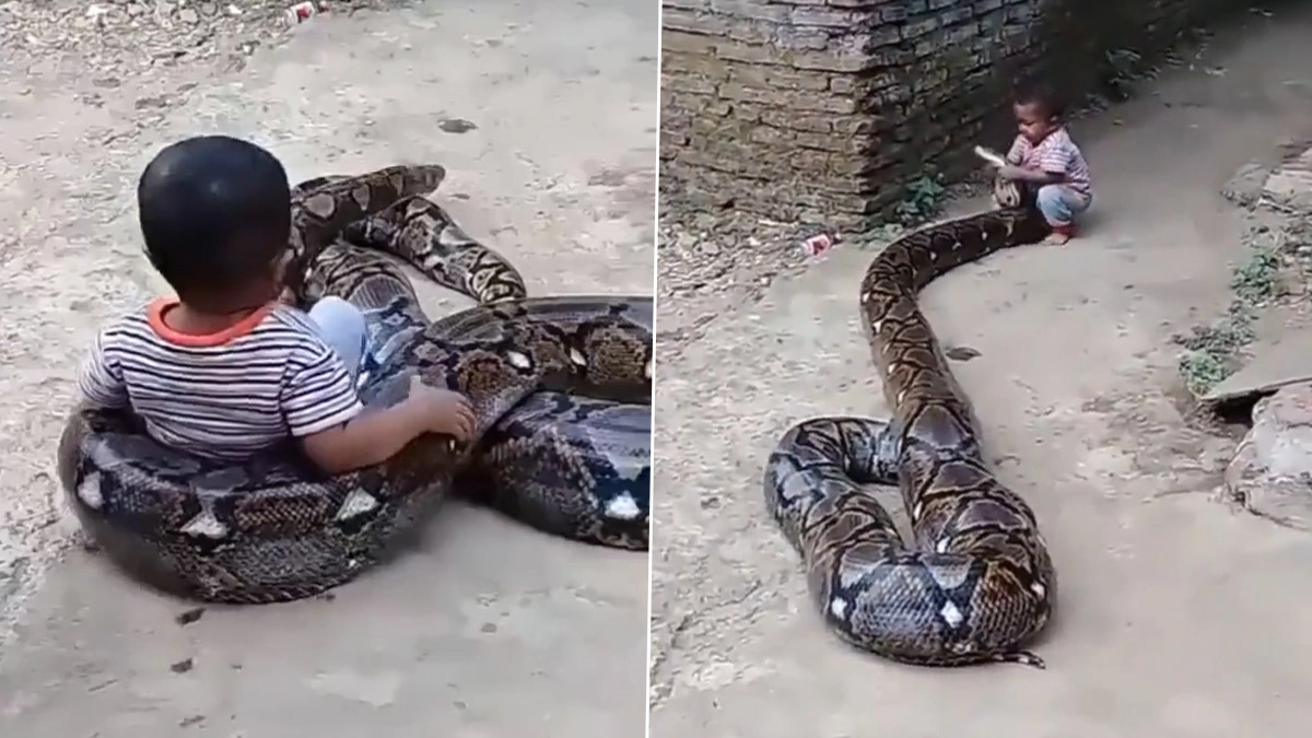 Child Playing With Python: বিশালাকার অজগরের সঙ্গে খেলা করছে ছোট্ট শিশু ...