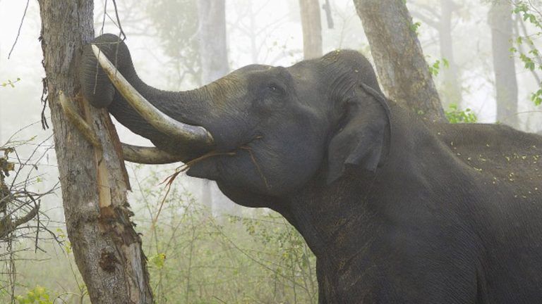 Elephant Gets Stranded: নদীতে আচমকা বাড়ল জলস্তর, আটকে পড়ল একাকী হাতি