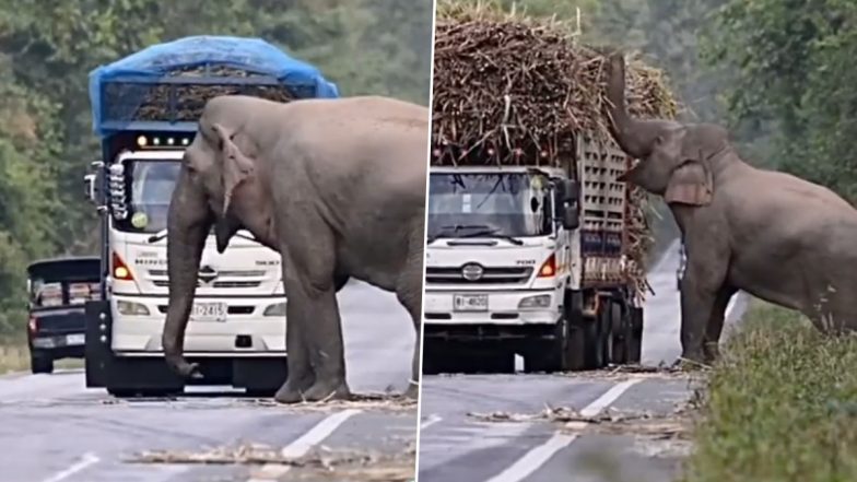 Elephant Stops Truck: রাস্তার ধারে লরি দাঁড় করিয়ে আখ নামিয়ে খাচ্ছে গজরাজ, মজার ভিডিয়ো