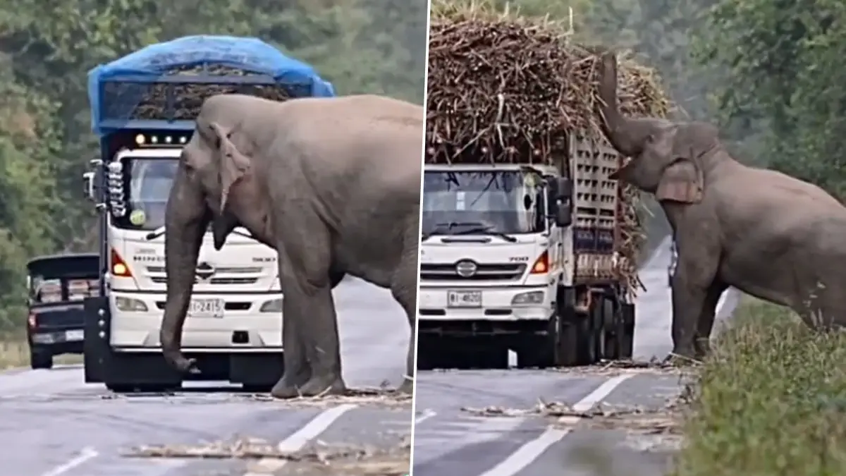 Elephant Stops Truck: রাস্তার ধারে লরি দাঁড় করিয়ে আখ নামিয়ে খাচ্ছে গজরাজ, মজার ভিডিয়ো