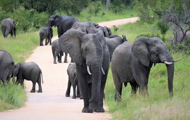 Karnataka Elephant Attack: বন্য হাতির আক্রমণে মৃত কর্নাটকের বন দফতরের কর্মী