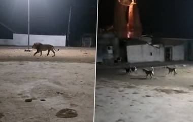 Street Dogs Chase Lion: পথ কুকুরের তাড়ায় পালাচ্ছে পশুরাজ সিংহ! দেখুন অবিশ্বাস্য ভিডিয়ো