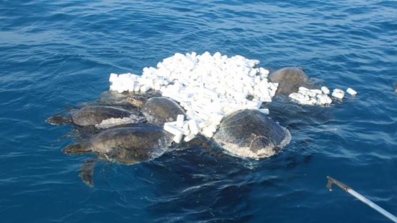 Turtles: গভীর সমুদ্রে ভূতুড়ে জালে আটক, বিপন্ন প্রজাতির ৭টি কচ্ছপ উদ্ধার উপকুল রক্ষা বাহিনীর