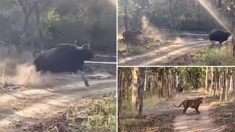 Indian Bison Run for Life: বাঘের আক্রমণ থেকে বাঁচতে মরণ দৌড় ভারতীয় বাইসনের, ঘটনাস্থলের ভিডিয়ো