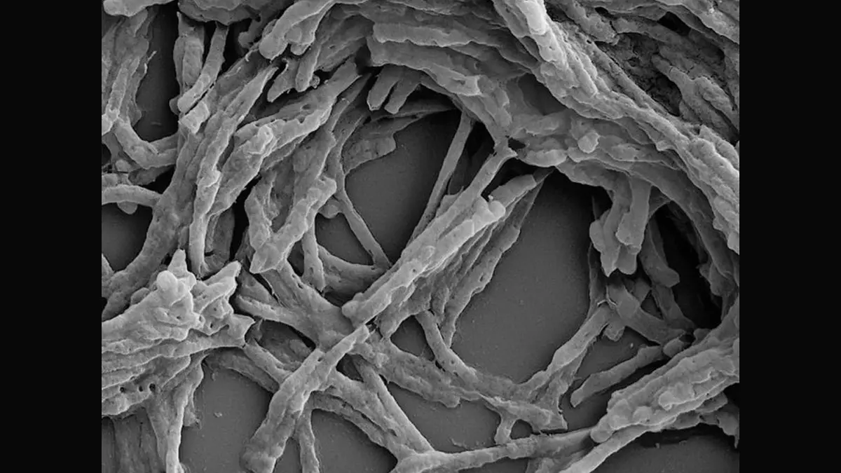 Electricity From Air: বাতাসকে বিদ্যুতে বদলে দিচ্ছে উৎসেচক! নয়া আবিষ্কারের দাবি অস্ট্রেলিয়ার বিজ্ঞানীদের