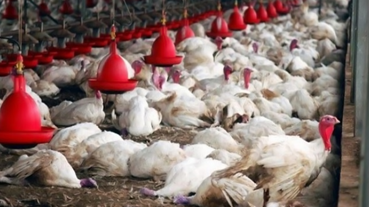 Bird Flu: ধারাশিবে বার্ড ফ্লু ছড়িয়েছ পড়েছে, অসংখ্য পোল্ট্রি মুরগির মড়ক