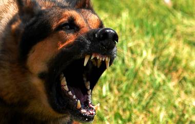 Dog Attack in Kerala: ফের পথকুকুরের আতঙ্ক, ক্ষতবিক্ষত বিশেষভাবে সক্ষম বালক