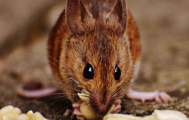 Rat Drowned To Death: ইঁদুরকে ডুবিয়ে 'খুন', যুবকের বিরুদ্ধে চার্জশিট