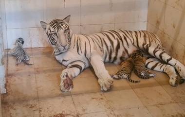 Tiger Cub: গোয়ালিওরের গান্ধী জুওলজিক্যাল পার্কে ৩ শাবকের জন্ম দিল বাঘিনী 'মীরা'