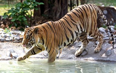 Tiger Killed in Road Accident: জঙ্গলের মাঝে দ্রুত গতির গাড়ির ধাক্কায় বাঘের মৃত্যু