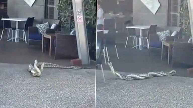 2 Snakes Mating: রেস্তোরাঁর মধ্যে সঙ্গমে মত্ত দুটি সাপ, দেখুন ভিডিয়ো