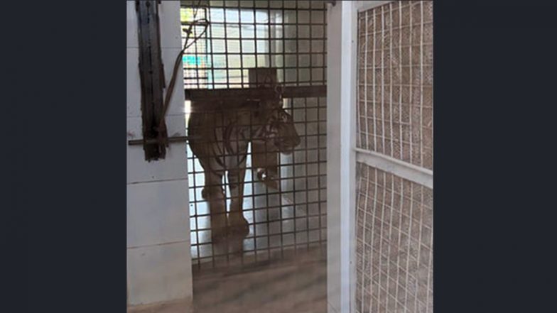 Zoo: চিড়িয়াখানায় সিংহের খাঁচা গড়তে খরচ ৮ কোটি, শিয়ালের খাঁচায় ৭ কোটি, কিন্তু নেই কোনও সিংহ-শিয়াল