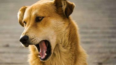 Stray Dog Attacks Pet Dog: নয়ডাতে মহিলা ও পোষা কুকুরকে আক্রমণ করল পথ কুকুর, দেখুন ভিডিও