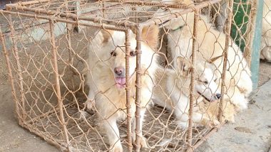 Dog Meat Ban in South Korea: কুকুরের মাংস খাওয়া নিষিদ্ধ করে বিল উত্থাপন দক্ষিণ কোরিয়ায়
