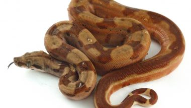 Red Sand Boa Snakes: উত্তরপ্রদেশ থেকে উদ্ধার বিরল প্রজাতির রেড স্যান্ড বোয়া, পাচারের অভিযোগে গ্রেফতার ৩