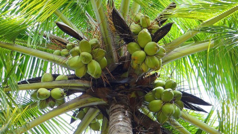 বজ্রপাতের জেরে দাউদাউ করে জ্বলছে নারকেল গাছ, ভয়াবহ ভিডিয়ো