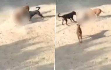 Dog Attack in Ahmedabad: তিন মাসের শিশুকে ছিঁড়ে খেল পথকুকুরে, দেখুন নৃশংস ভিডিয়ো