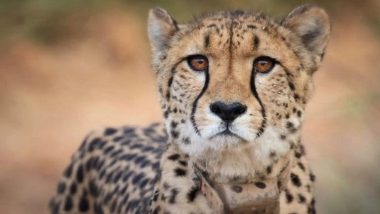 Cheetah Oban Strolls Out of Kuno: কুনো অভয়ারণ্য থেকে ফের পালাল চিতা ওবান