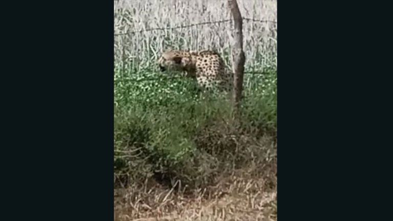 Namibian Cheetah Brought Back To Kuno National Park: পালিয়ে যাওয়া নামিবিয়ান চিতা পাকড়াও, ফেরানো হল কুনোতে