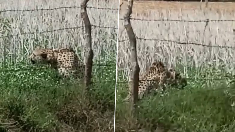 Cheetah Entered In Village: মধ্যপ্রদেশের গ্রামে ঢুকে পড়েছে নামিবিয়ার চিতা, দেখুন ভিডিয়ো