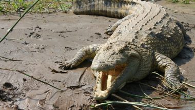Crocodile Video: রাতের অন্ধকারে রাস্তা পার হচ্ছে কুমির, দেখুন সেই ভিডিয়ো