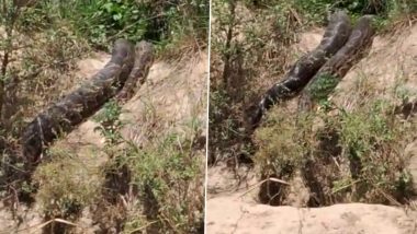 Giant Python In Hapur: উত্তরপ্রদেশের জঙ্গল থেকে বেরিয়ে আসছে বিশালাকায় অজগর, দেখুন ভিডিয়ো