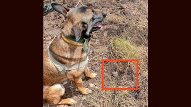 Indian Army Dog Alvin: জম্মু ও কাশ্মীরের রাজৌরিতে নিয়ন্ত্রণ রেখায় মাইন উদ্ধার করল ভারতীয় সেনাবাহিনীর শ্বাপদ অ্যালভিন