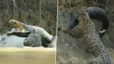 Leopard Attacks Crocodile Video: জলে নেমে কুমীরের উপর ঝাঁপিয়ে পড়ল লেপার্ড, দেখুন ভিডিয়ো
