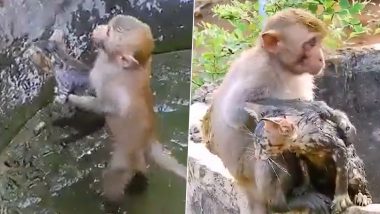 Monkey Saves Kitten: কুয়োর কাদায় আটক বিড়ালছানাকে বাঁচাতে বাদরের প্রাণপন প্রচেষ্টা (দেখুন সেই ভিডিও)