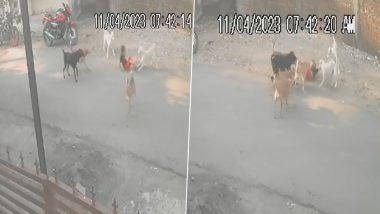 Nagpur dog attack video: নাগপুরে তিন বছরের শিশুকে পথ কুকুরের আক্রমণ, প্রতিবেশীর বুদ্ধিতে প্রাণে বাঁচল শিশু (দেখুন ভিডিও)