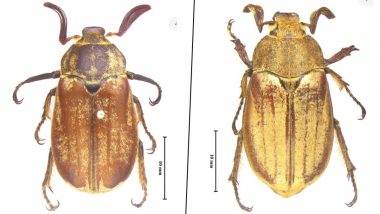 New Beetle Species: ১২৭ বছর পর মিলল নয়া প্রজাতির গুবরে পোকার সন্ধান