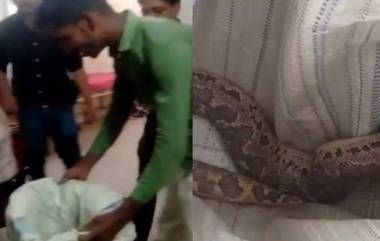 Snake Bites: স্ত্রী-কে কোন সাপ কামড়েছে দেখাতে হাসপাতালে সেই সাপকে ধরে নিয়ে এল স্বামী