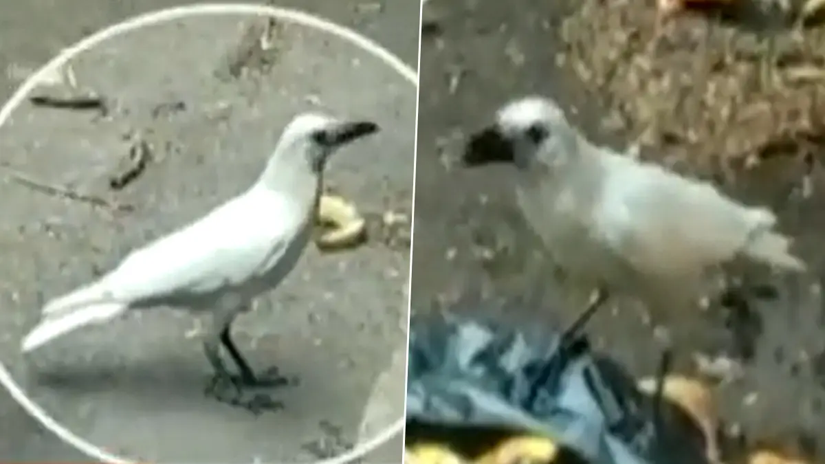 White Crow Video: কালো নয়, ধবধবে সাদা কাক! পুণের রাস্তায় একে দেখে নেটিজেনরা অবাক (দেখুন ভিডিও)