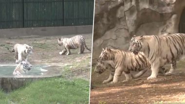 Delhi Zoo: দিল্লি চিড়িয়াখানায় সাদা বাঘের শাবকদের মুক্তাঞ্চলে ছেড়ে দিলেন বনমন্ত্রী  ভূপেন্দ্র যাদব (দেখুন ভিডিও)