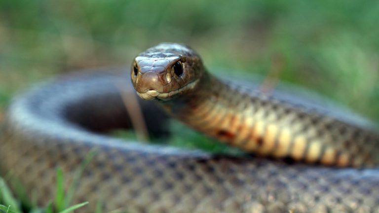 Snake vs Human: সাপে মানুষে কামড়াকামড়ি, এরপর যা কাণ্ড ঘটালেন যুবক