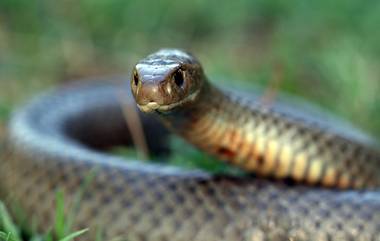 White Snake in Himachal Pradesh Video: বন্যার পর হিমাচলের দাপাচ্ছে বিরল সাদা সাপ, অ্যালবিনো সাপের ভিডিয়ো এখন ভাইরাল