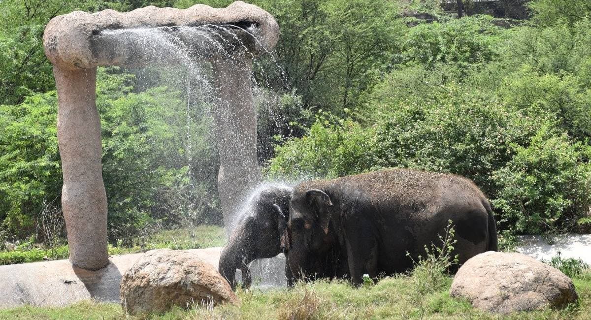 Heatwave in Kolkata: তীব্র তাপপ্রবাহ কলকাতায়, পশু-পাখিদের বাঁচাতে বিশেষ ব্যবস্থা নিল আলিপুর চিড়িয়াখানা